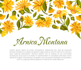 Arnica Herb Nature Banner Design with Meadow Flower Vector Template