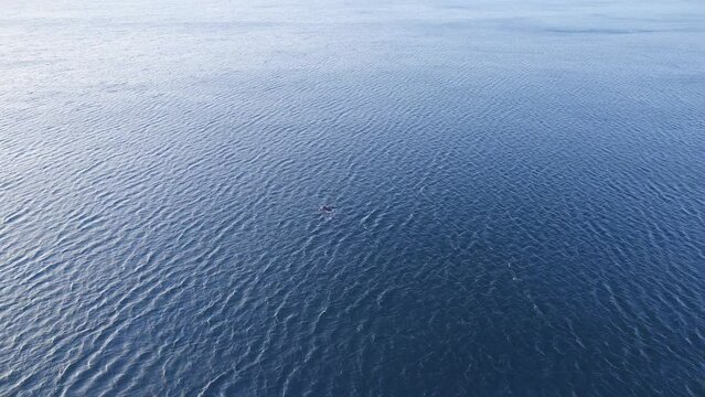 Extreme wide shot of a drone approaching a Southern Right Whale in the vast blue ocean
