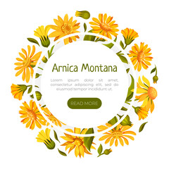 Arnica Herb Nature Banner Design with Meadow Flower Vector Template