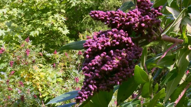 Cluster Of Winged Sumac Berries In Sunlight In Maryland, USA. zoom-in shot