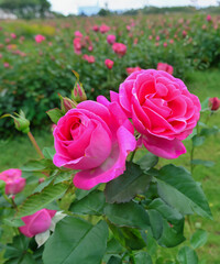 Obraz premium Beautiful pink and green rose flower in the field