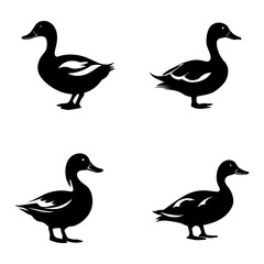 duck isolated on white