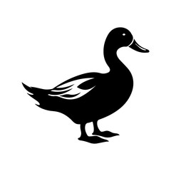 duck isolated on white