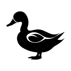 duck isolated on white