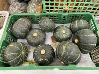 採れたてのかぼちゃの写真
