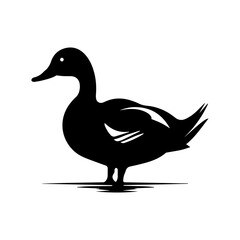 duck isolated on white