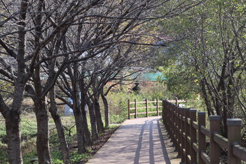 Wooden walkway in the park with trees in the background.