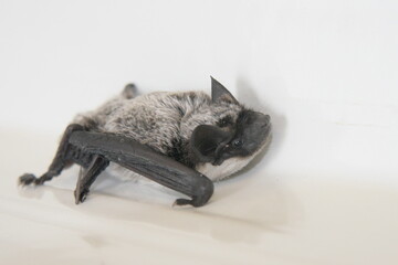 Bat in the laboratory