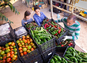 Man and woman load boxes of ripe bell peppers into the back of a truck