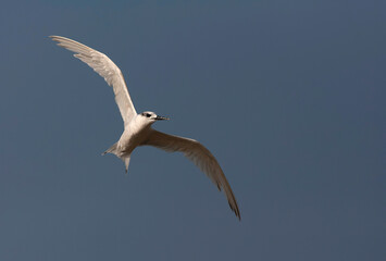 Sandwich Tern, Thalasseus sandvicensis