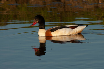 Common Shelduck, Tadorna tadorna