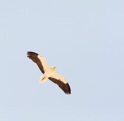 Egyptian Vulture, Neophron percnopterus