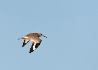 Western Willet, Tringa semipalmata inornata