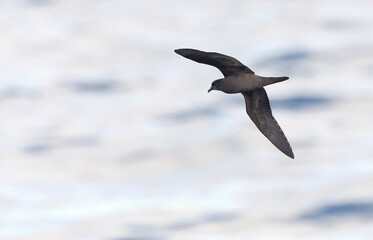 Bulwer's Petrel, Bulweria bulwerii