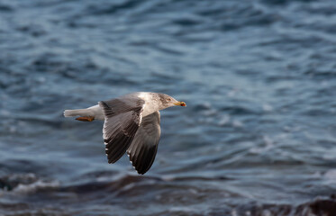 Atlantic Yellow-legged Gull, Larus michahellis atlantis