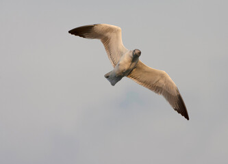 Atlantic Yellow-legged Gull, Larus michahellis atlantis