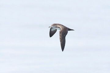 Pink-footed Shearwater, Ardenna creatopus