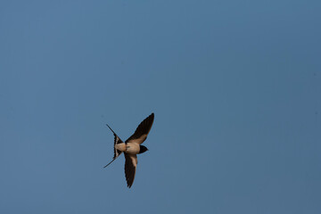 Barn Swallow, Hirundo rustica