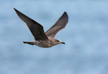 Atlantic Yellow-legged Gull, Larus michahellis atlantis