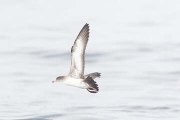Pink-footed Shearwater, Ardenna creatopus