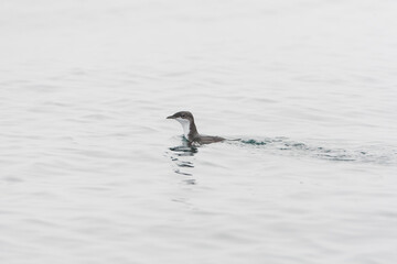 Scripp's Murrelet, Synthliboramphus scrippsi