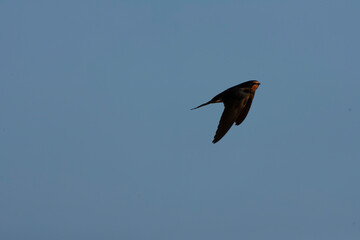Barn Swallow, Hirundo rustica