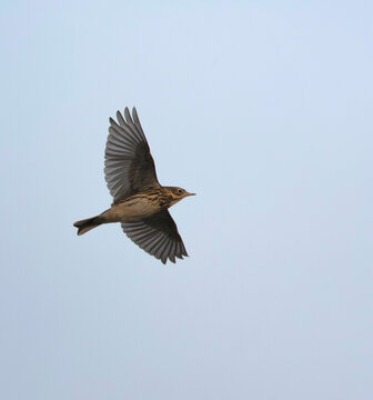 Meadow Pipit, Anthus pratensis