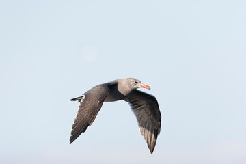 Heermann's Gull, Larus heermanni