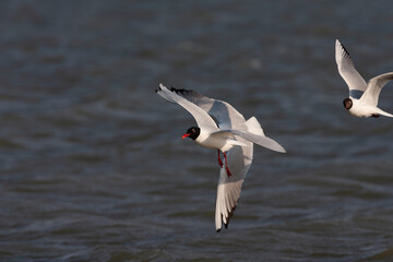Mediterranean Gull, Ichthyaetus melanocephalus