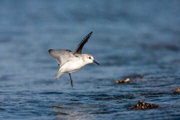 Fototapeta premium Sanderling, Calidris alba