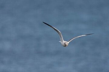 Atlantic Yellow-legged Gull, Larus michahellis atlantis
