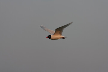 Mediterranean Gull, Ichthyaetus melanocephalus