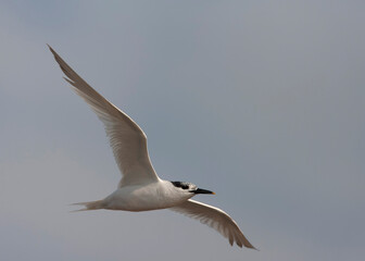 Sandwich Tern, Thalasseus sandvicensis