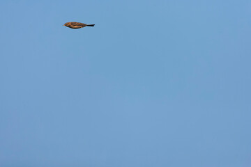 Meadow Pipit, Anthus pratensis