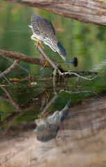 Green Heron, Butorides virescens