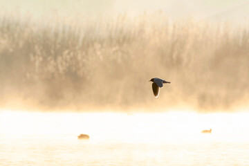 Little Gull, Hydrocoloeus minutus