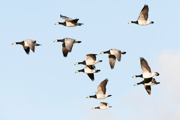Barnacle Goose, Branta leucopsis