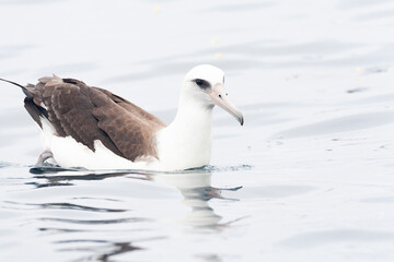 Laysan Albatros, Phoebastria immutabilis