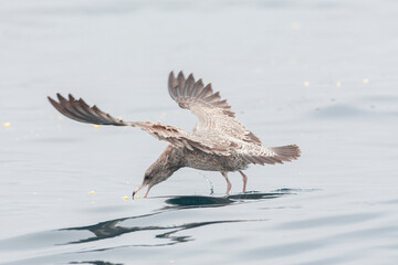 California Gull, Larus californicus