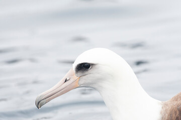 Laysan Albatros, Phoebastria immutabilis