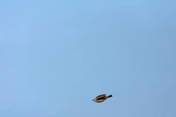 Meadow Pipit, Anthus pratensis
