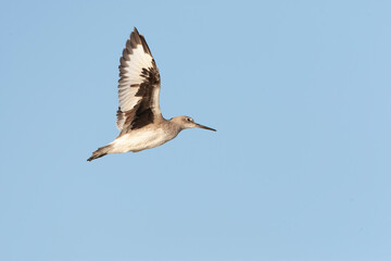 Western Willet, Tringa semipalmata inornata