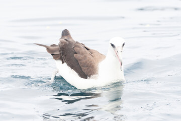 Laysan Albatros, Phoebastria immutabilis