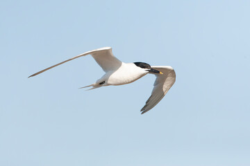 Sandwich Tern, Thalasseus sandvicensis