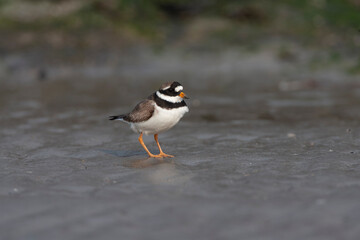 Common Ringed Plover, Charadrius hiaticula