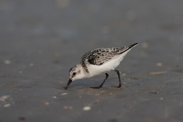 Sanderling, Calidris alba