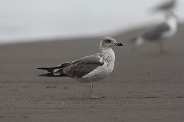 Atlantic Yellow-legged Gull, Larus michahellis atlantis