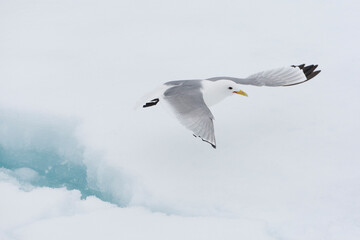 Black-legged Kittiwake, Rissa tridactyla