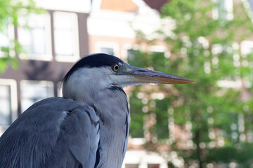 Grey Heron, Ardea cinerea
