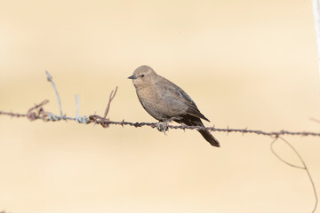 Brewer's blackbird, Euphagus cyanocephalus
